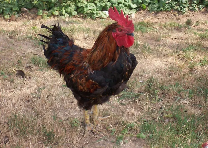 Schnurrenhof Διαμέρισμα Seebach