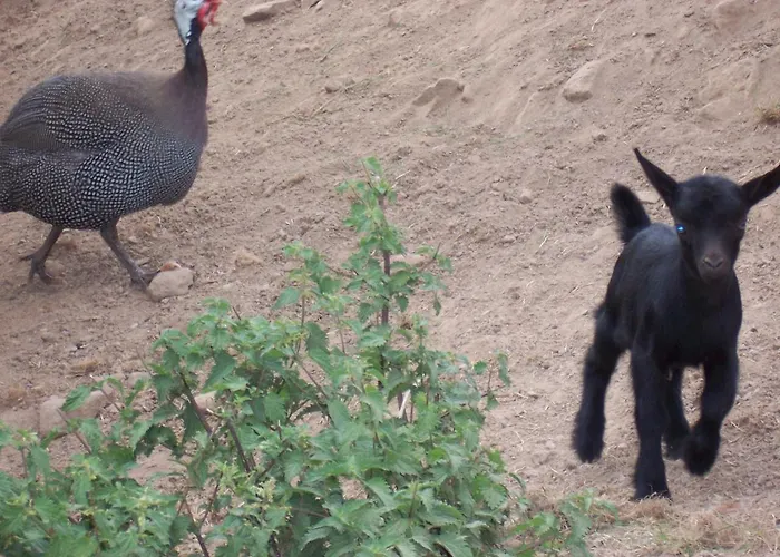 Schnurrenhof Apartamento *